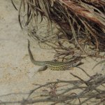 Rettile tra le dune (foto L. Giraudo)